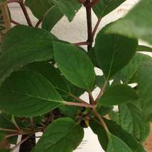 Little QUICK FIRE®  Hydrangea petite shrub qt pot image 6