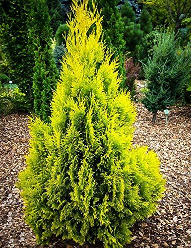 Arborvitae Berkman's Gold - 3 Live Plants - Thuja Orientalis Aurea Nana ...