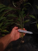 Rare White Tumeric (2) PLANTS.- Curcuma Longa Roots Are So Delicious No Joke - $16.45