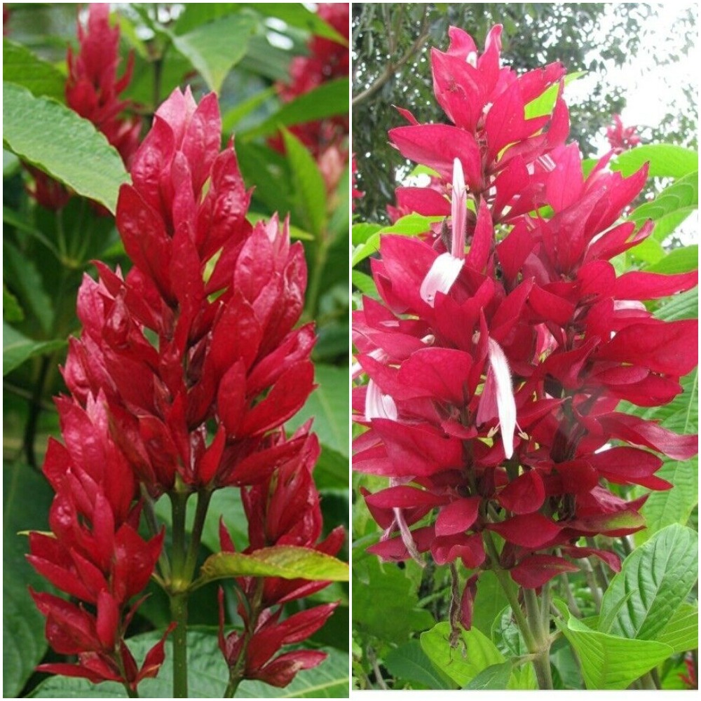 Tropical Plant Giant Brazilian Red Cloak Megaskepasma Erythrochlamys 8