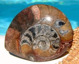 Ammonite Marine Fossil Sea Animal Shell Front Polished 1962