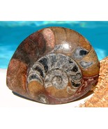 Ammonite Marine Fossil Sea Animal Shell Front Polished 1962 - £14.81 GBP