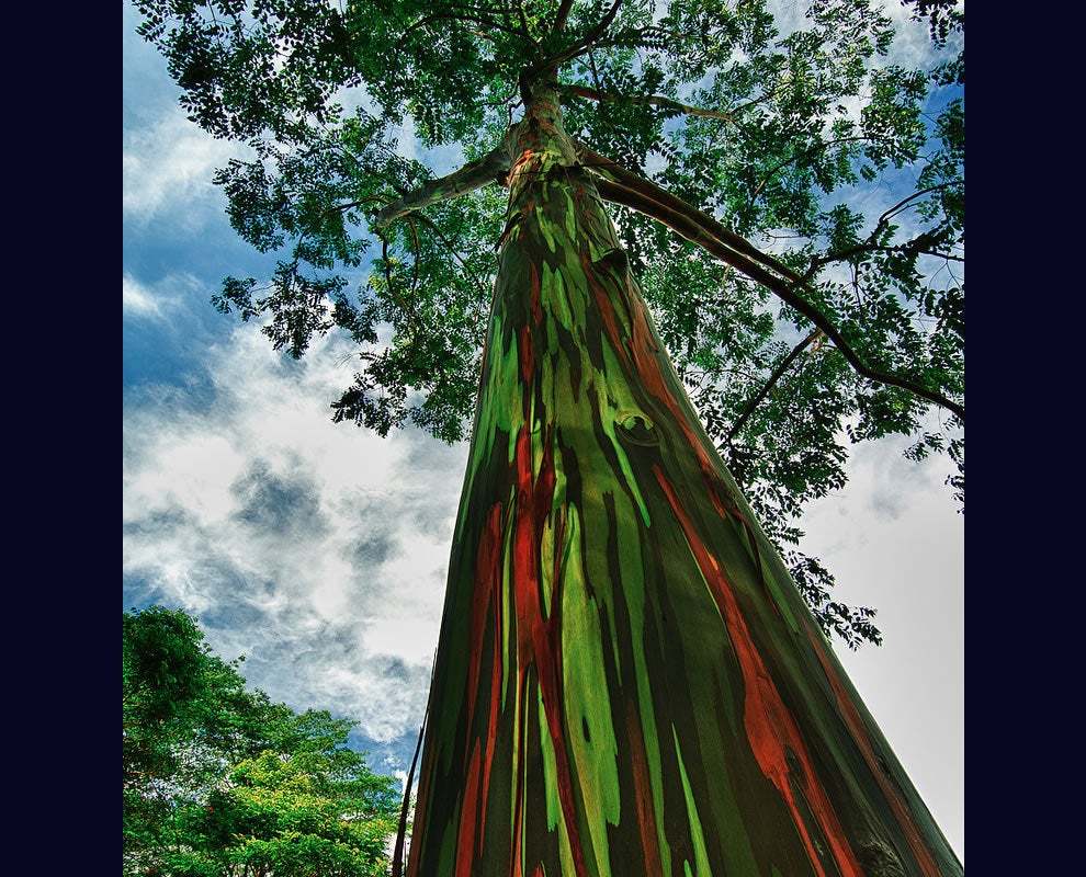 Rainbow Eucalyptus Deglupta 20 Seeds MultiHued Bark Colorful Tropical