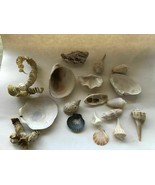 19 Assorted Seashells &amp; Sea Creature Skeltons - $24.99