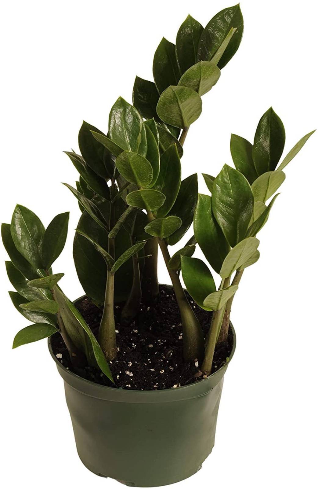 Zamioculcas zamiifolia Plant 6" Pot "ZZ"/ Good Fortune/Wealth/ Lucky