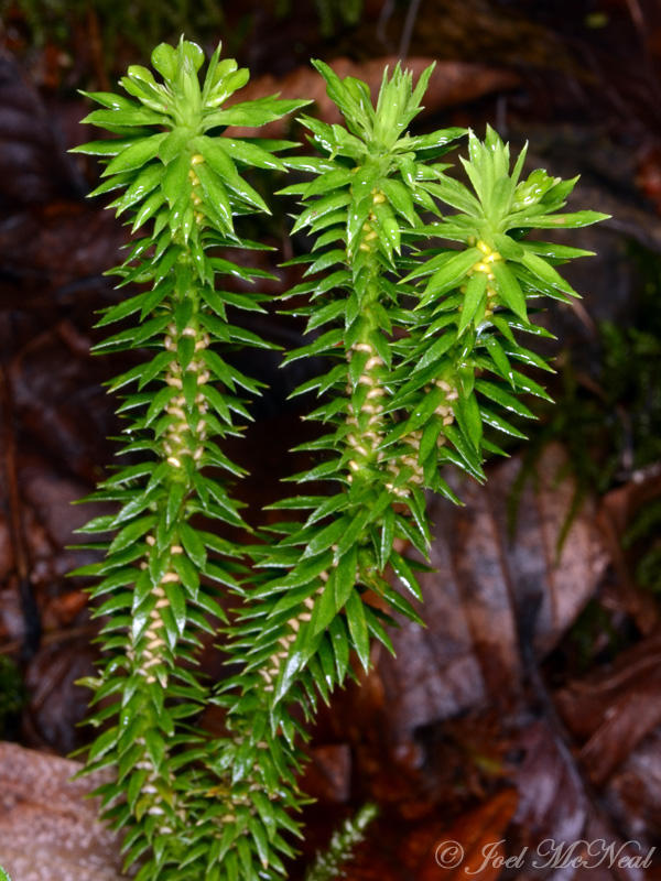 free download club moss free download club moss