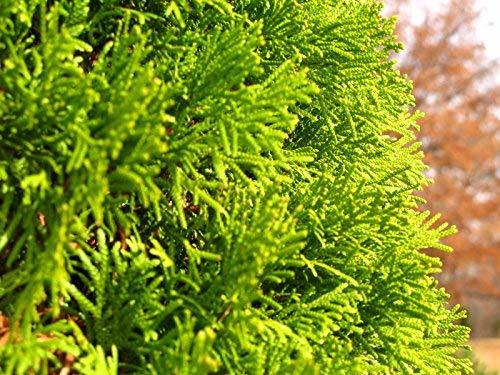 Thuja Blue Cone Arborvitae Qty 60 Live Plants Evergreen Privacy Hedge