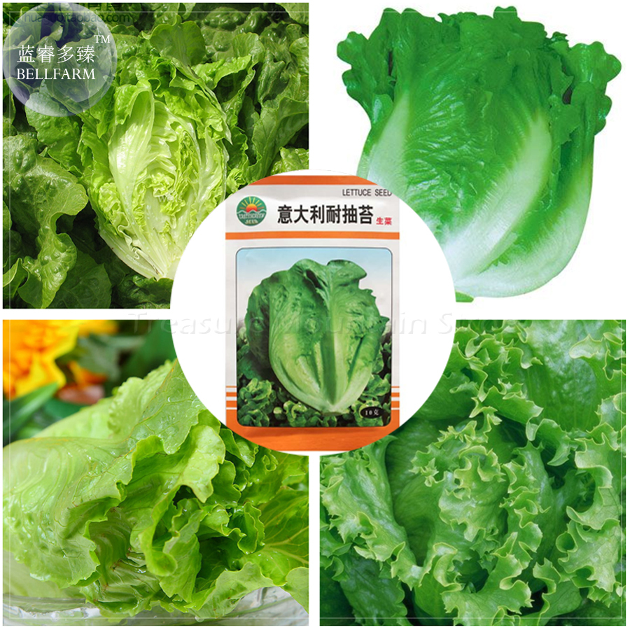 2000+ Italian Bolting Simiballforming Green Lettuce Seeds, Original