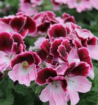 10 Pcs Seeds Fragrant Bi Color Pink Geranium Perennial Flower - RK  - $14.00