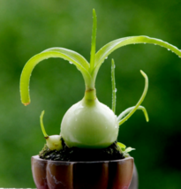 Albuca Bracteata PREGNANT ONION rare ornithogalum exotic bulb seed pack ... - $9.89