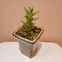 Ceramic Planter with Succulent, Studio Pottery with Tiger Tooth Aloe Live Plant image 5