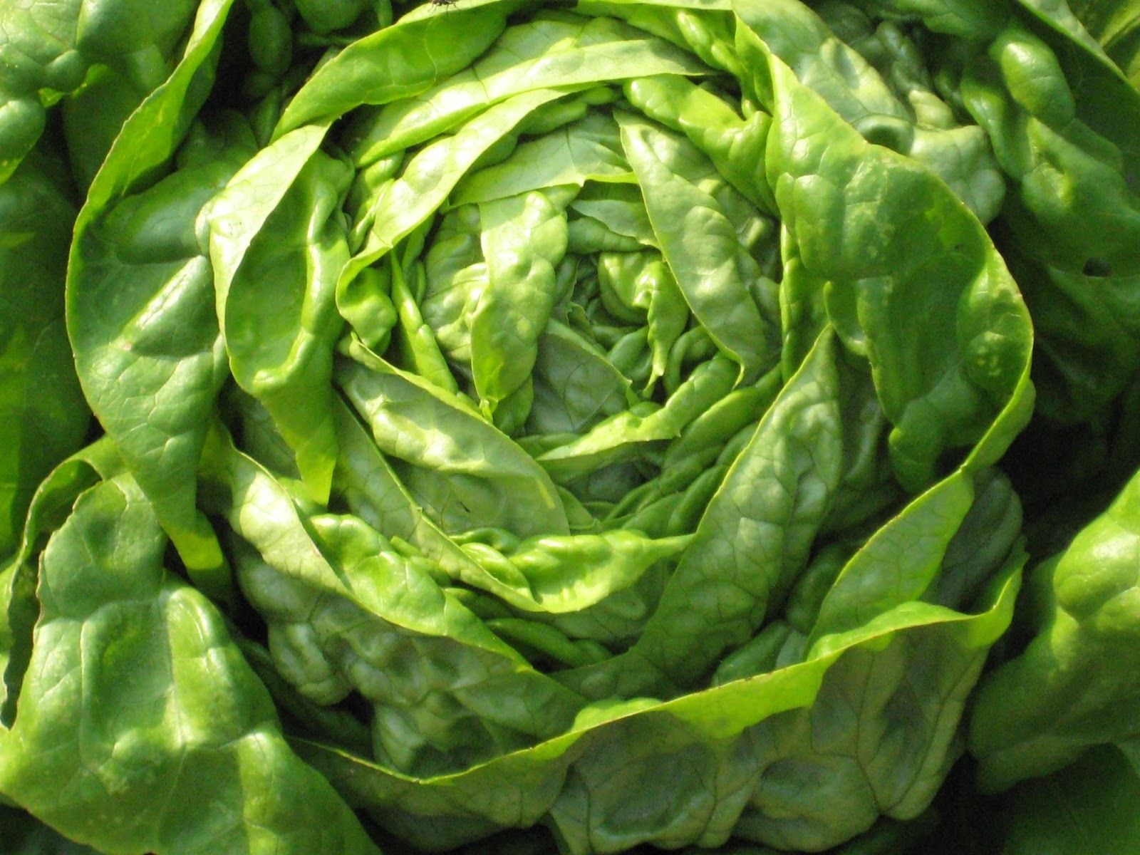 Lettuce Seeds Buttercrunch (Boston Type) 250 Seeds