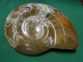 Outstanding Petrified Stone AMMONITE Fossil SEA SHELL - $213.43