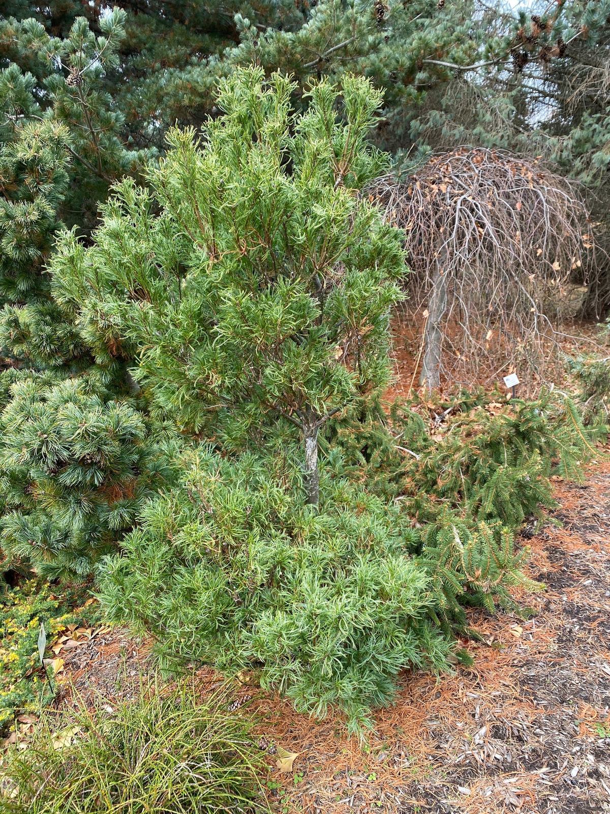 Pinus strobus 'Mini Twists' White Pine - Live Plant - 12” Tall - 1 Year ...