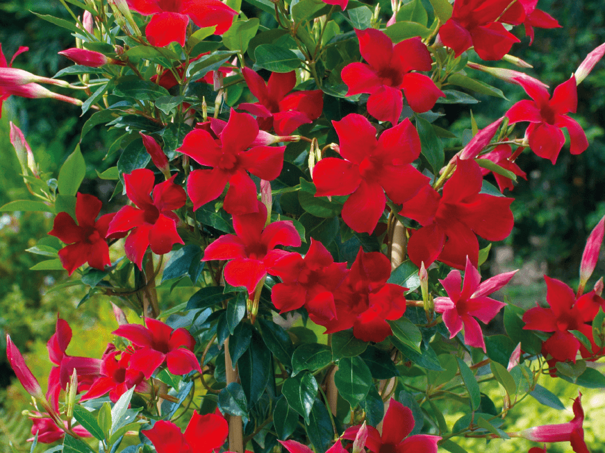 Mandevilla Dipladenia Red Live Vine Vines