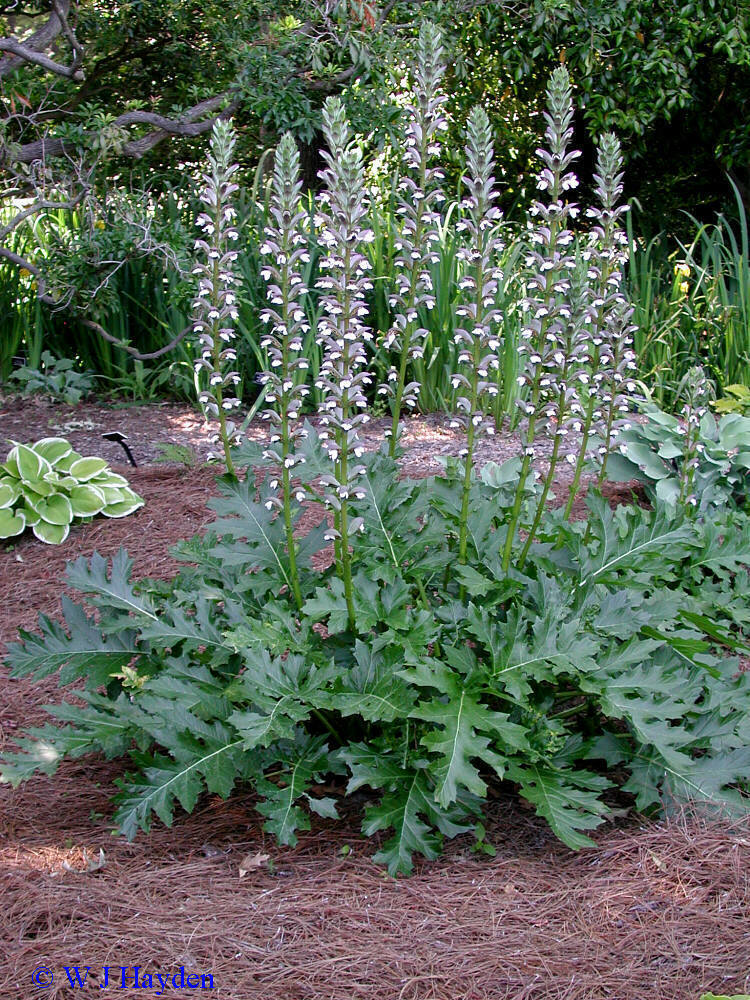 Bear's Breeches Tree, Acanthus mollis, Perennial 15 Seeds (Free