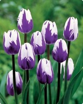  “ 100 PCS Tulip Seeds - Purple White Flowers (NOT Bulbs) GIM ” - $13.28