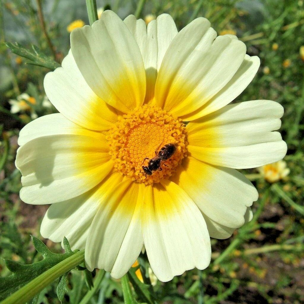 Garland Daisy 300 Flower Seeds Annual & Biennial Seeds