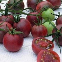25 Seeds Black Cherry Tomato Seed Pase Seeds New - $23.94