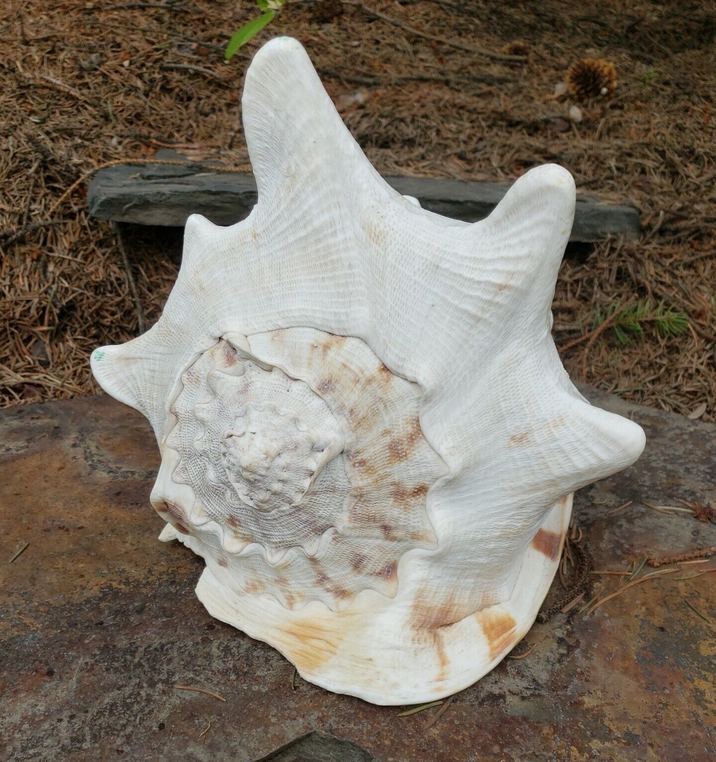 Queen Conch Shell Large Horned Aliger Gigas Caribbean Sea Helmet Tiger