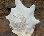 Queen Conch Shell Large Horned Aliger Gigas Caribbean Sea Helmet Tiger Stripe 9"