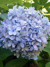 Starter Plant - Hydrangea Miscellaneous - $17.80