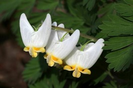 Dutchman's Breeches 5 bulbs-root systems image 1