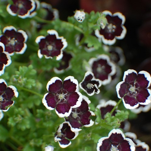 50 Seeds Penny Black Nemophila aka Pennie Black Flower Seeds Easy ...