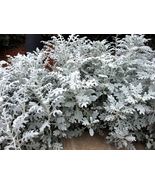 Senecio cineraria Silver Dusty Miller Ornamental Herb Plants, mosquito r... - $10.96