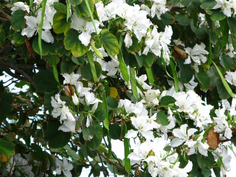 Bauhinia acuminata WHITE ORCHID TREE exotic flower bonsai plant seed 30 ...