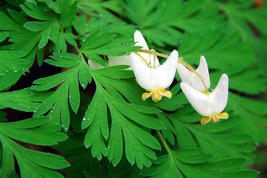 Dutchman's Breeches 5 bulbs-root systems image 4