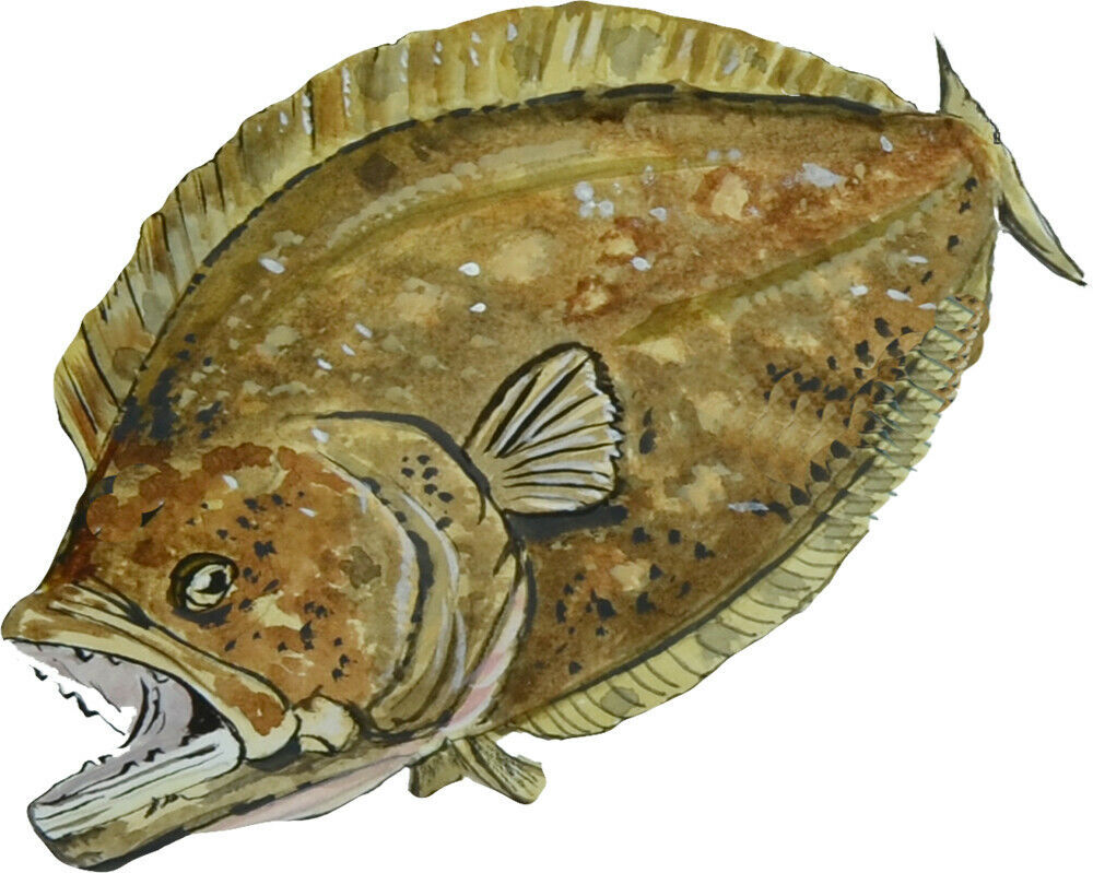 Realistic Art Flounder Fish Vinyl Decal Sticker Car Home Truck Cooler