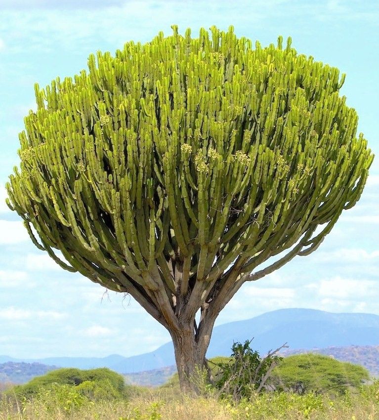 RARE EUPHORBIA INGENS CANDELABRUM exotic cactus Candelabra Tree seed 5