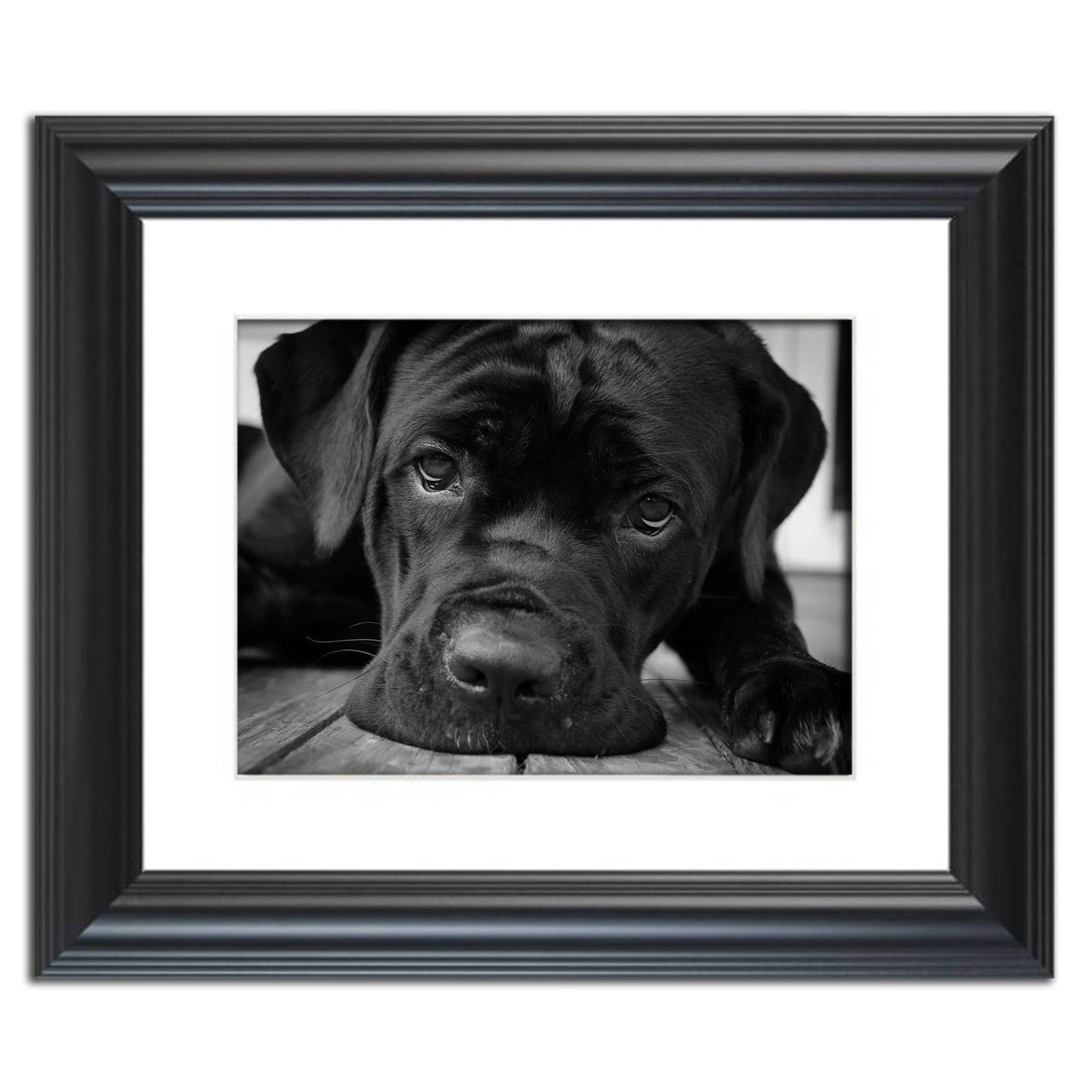Black and White Dog Photograph Gurdy on Porch Fine Art Canvas & Wall