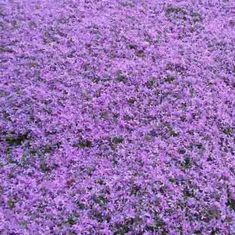 purple creeping thyme ground cover