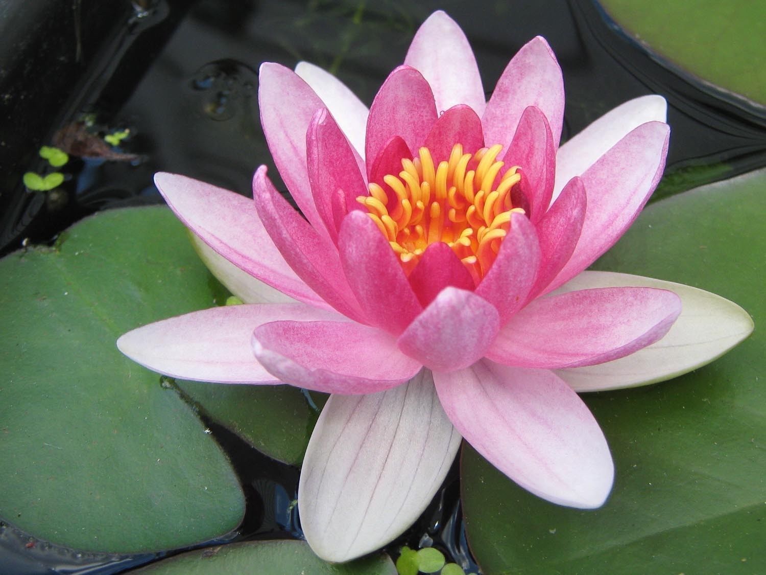 20 Seeds Water Lily Mix Nymphaeaceae Seed Fresh seeds Bonsai Plants ...