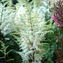 Seeds White Astilbe Chinensis Colorful Perennial Garden Plant Sprawling Bush - $18.90