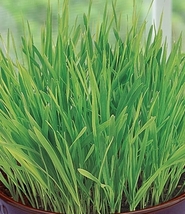 Rare Cat Grass Oat Seeds 9 Variety #IMA33 - $13.50