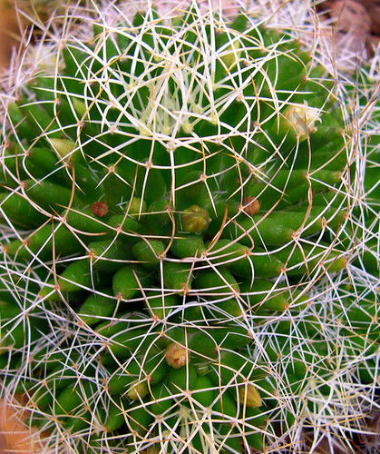 Browningia hertlingiana OJO blue cactus azureocereus hertiglianus seed 20 SEEDS