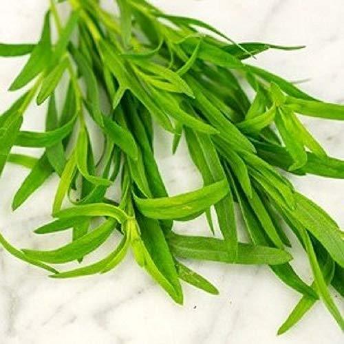 Russian Tarragon Herb Seeds - 500 Count Seed Pack - Non-GMO - A Leafy Green herb