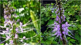 Lavender Cat Whiskers Orthosiphon Java Tea Live Perennial Plant Lavender... - $49.99