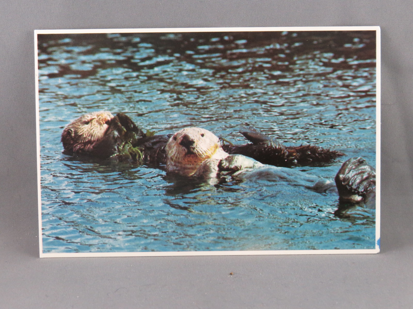 Primary image for Vintage Postcard - Pacific Sea Otters - CP Johnson Company