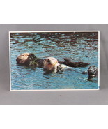Vintage Postcard - Pacific Sea Otters - CP Johnson Company - $15.00