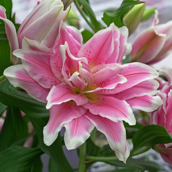 ROSE LILY ISABELLA FLOWER BULBS - 6 Bulbs - Fresh & RARE - Fast ...