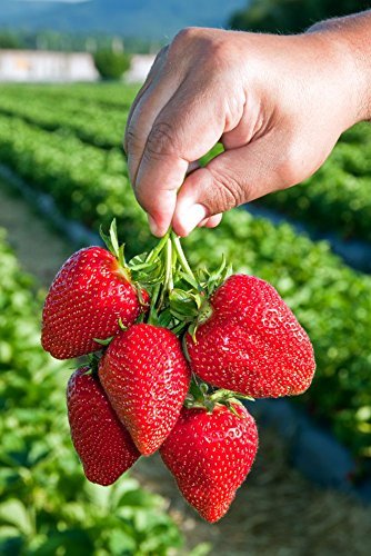15 Sweet Charlie Strawberry Plants Organic SUPER SWEET BERRY