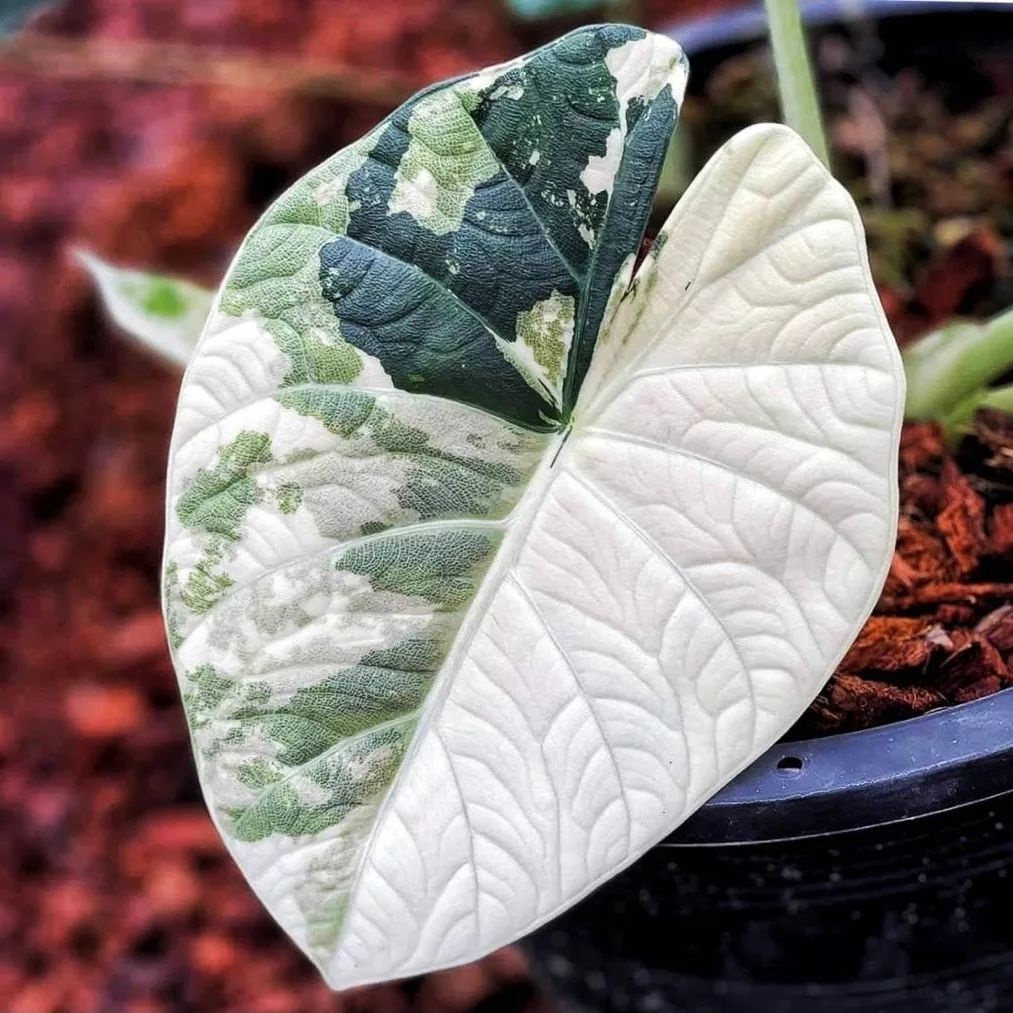 20+ variegated Alocasia azlanii Seeds, House Plan, Tropical Organic