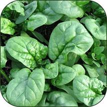 Organic Bulk Spinach, Bloomsdale Long Standing Seeds Non GMO (50 Lbs) - $1,087.96