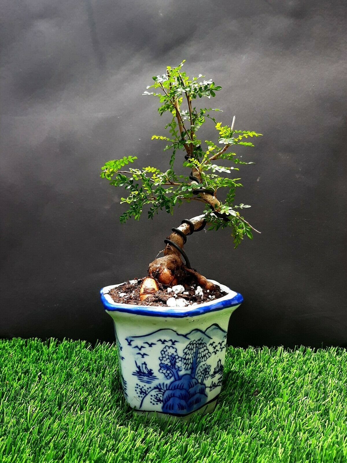 Operculicarya Decaryi Micro Bonsai- Natural bonsai - Exotic from ...