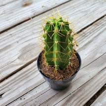 Live Cactus Plant -  Lemaireocereus Chende, Polaskia, 3" Succulent Houseplant image 2