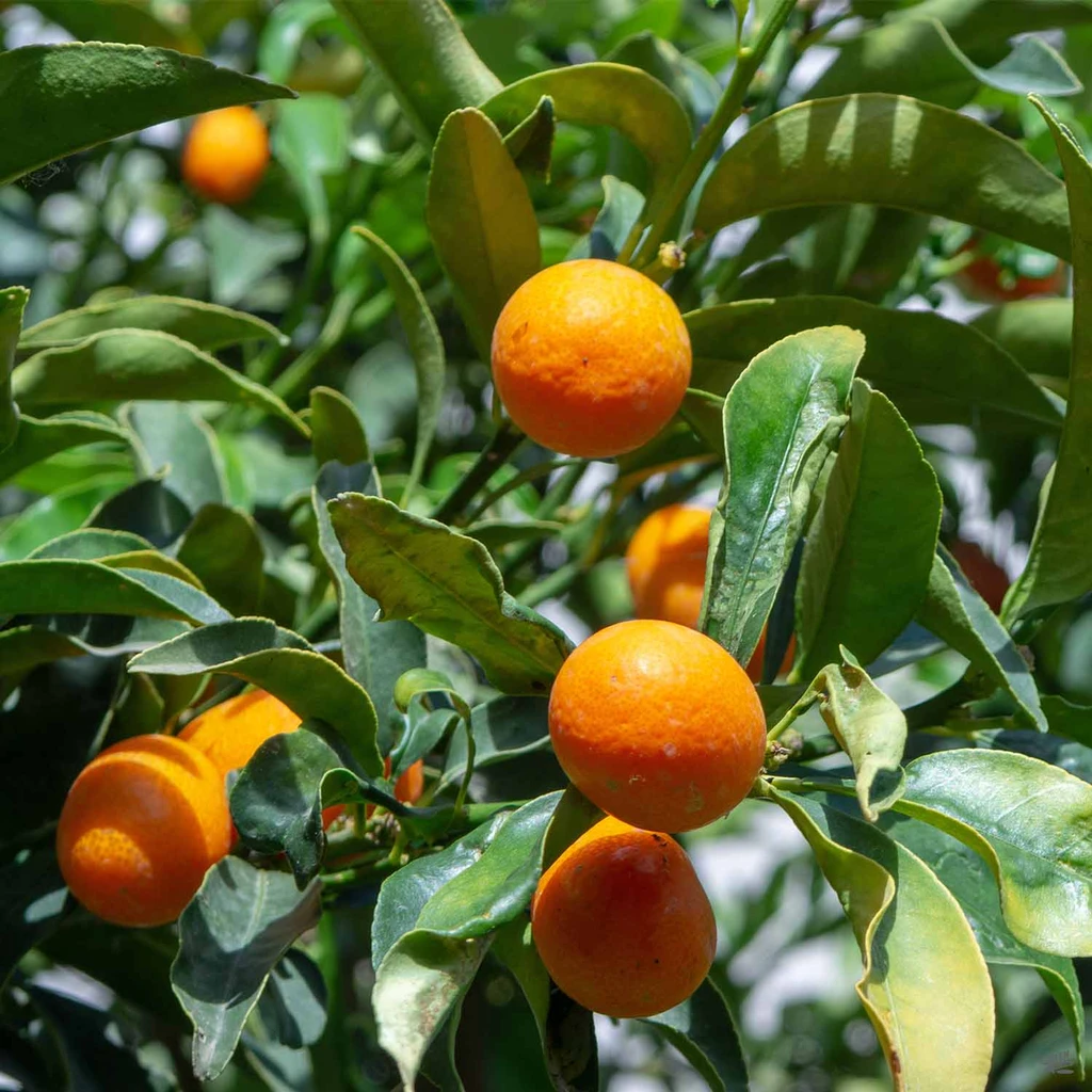 KUMQUAT TREES 3